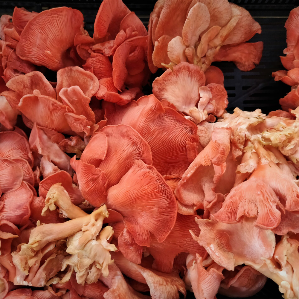 
                  
                    Dried Mushrooms
                  
                