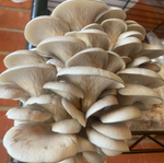 Mushroom GROW KIT